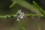 Wing-angle loosestrife